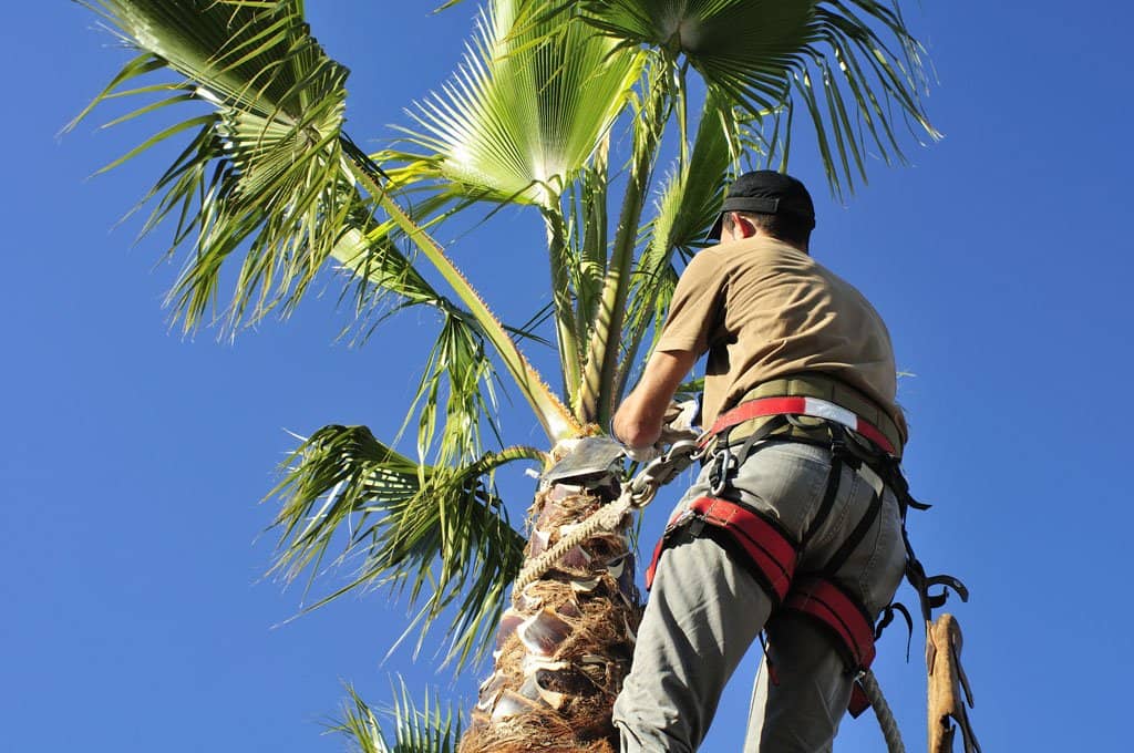 Palm-Tree-Pruning